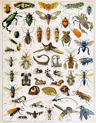 Ilustração de insetos, c. 1923