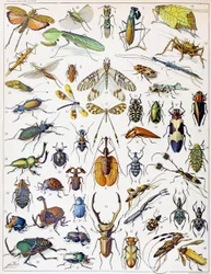 Ilustração de insetos, c. 1923