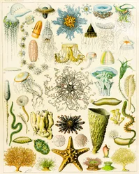 Ilustração de organismos marinhos c.1923