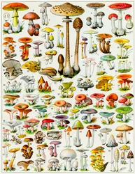 Ilustração de cogumelos, c. 1923