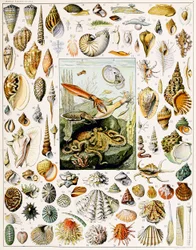 Ilustração de conchas c.1923