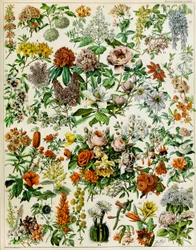 Ilustração de plantas com flores c.1923