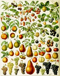 Ilustração de frutas c.1923