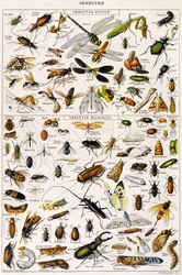 Ilustração de insetos úteis e insetos nocivos, c. 1923
