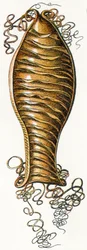 Caixa de Ovo Ridged de Catshark (Scyliorhinus), 1923