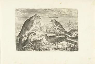 Três pássaros em uma paisagem Avium Vivae (título da série) Aves (título da série)