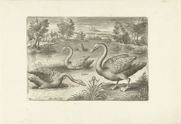 Três cisnes numa lagoa
Pássaros (título da série)
Avivm vivae (título da série)