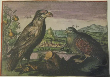 Águia e perdiz, Iconotheca Valvasoriana