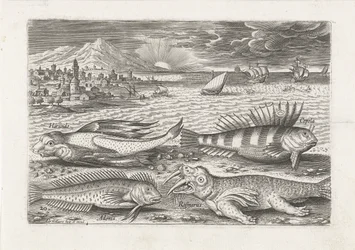 Alguns peixes e uma morsa na praia
Peixe (título da série)
Piscivm vivae icones (título da série)