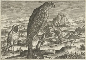 Algumas aves numa paisagem
Pássaros (título da série)
Avivm vivae (título da série)