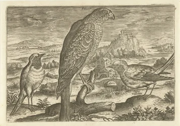 Alguns pássaros em uma paisagem Aves (título da série) Avivm vivae (título da série)