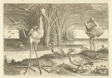 Algumas aves aquáticas em uma costa Aves (título da série) Avivm vivae (título da série)