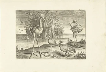 Algumas aves aquáticas numa margem
Pássaros (título da série)
Avivm vivae (título da série)