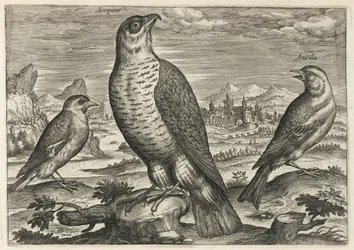 Falcão e pardais