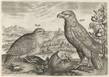 Perdiz e águia