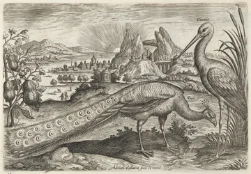 Pavão e cegonha