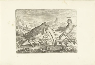 Dois pássaros exóticos em uma paisagem Aves (título da série) Avium vivae (título da série)