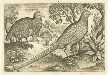 Duas galinhas em uma paisagem Avivm Vivae (título da série) Aves (título da série)