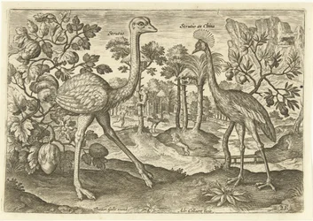 Dois pássaros que não voam em uma paisagem Avium Vivae (título da série) Aves (título da série)
