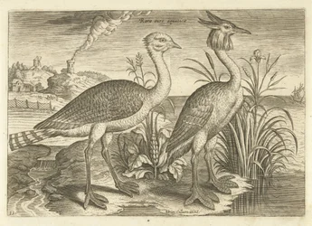 Duas aves pernaltas em uma paisagem Aves (título da série) Avivm vivae (título da série)