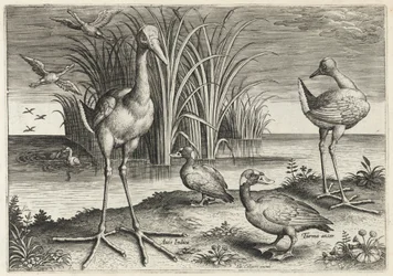 Duas narcejas-gigantes e dois patos-de-óculos