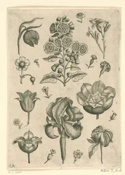 Várias flores, incluindo íris e violeta Florilegium (título da série)