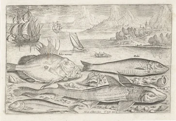Quatro peixes na praia
Peixe (título da série)
Piscivm vivae icones (título da série)