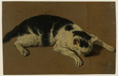 Gato deitado com a cabeça entre as patas dianteiras