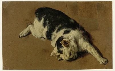 Gato deitado de lado, perna dianteira esquerda estendida