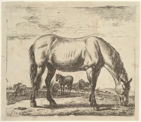 Cavalo pastando, de diferentes animais.