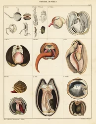 Anatomia de moluscos bivalves., 1841 (litografia)
