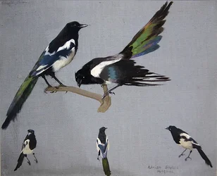 Magpies (óleo sobre tela)