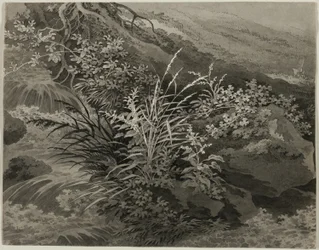 Canto do prado com juncos e outras plantas
