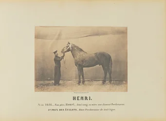 Henrique