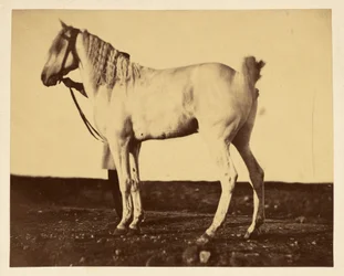 [Cavalo]
