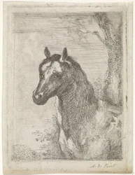Cabeça de cavalo
