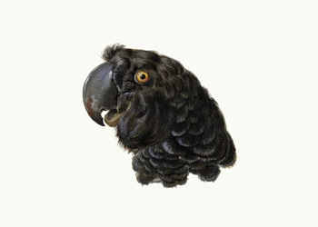 Cacatua