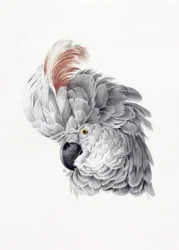 Cabeça de cacatua