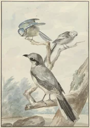 Três aves: um chapim-rabilongo, um chapim-azul e um picanço-real ou grande picanço-cinzento