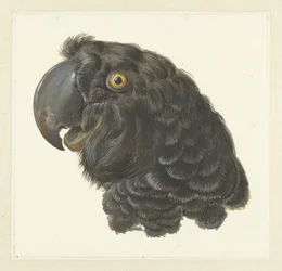 Cabeça de uma cacatua; Cabeça de um papagaio (título no objecto)