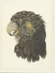 Cabeça de uma cacatua; cabeça de um papagaio (título no objeto)