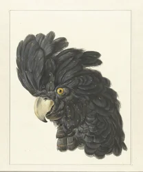 Cabeça de uma cacatua; cabeça de um papagaio (título no objeto)