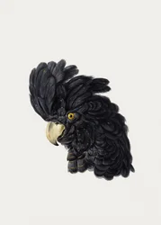 Cabeça de uma cacatua