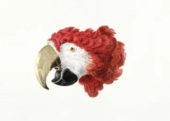 Arara