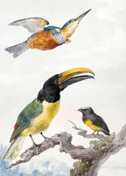 Três pássaros: um martim-pescador, um tucano do Príncipe Von Wied e um pardal