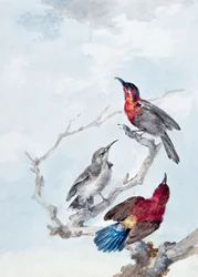 Três pássaros-sol vermelhos