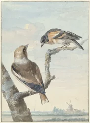 Dois pássaros: um fringilhão de maçã (Coccothraustes coccothraustes) e um tratador (Fringilla montifringilla)