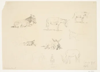 Folha de estudo com animais.