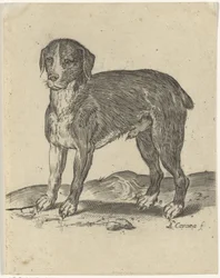 Cão de pé
