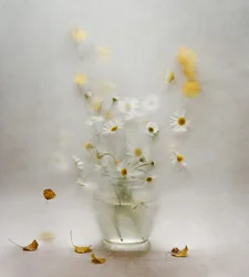 Margaridas e folhas de sonho